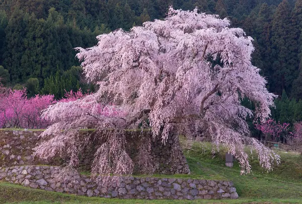 又兵衛桜