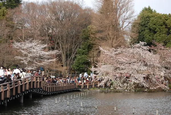 井の頭恩賜公園の写真・動画_image_25032