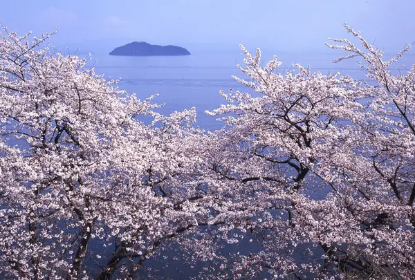 大人気Spot 海津大崎のさくら