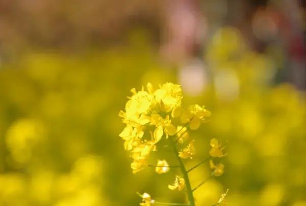 菜の花は満開