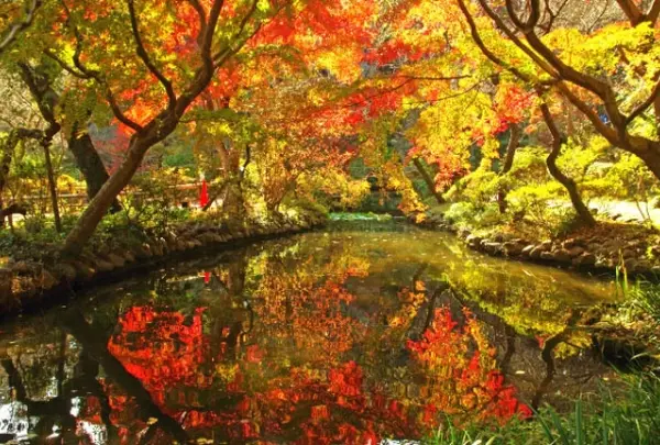 11月　京王百草園