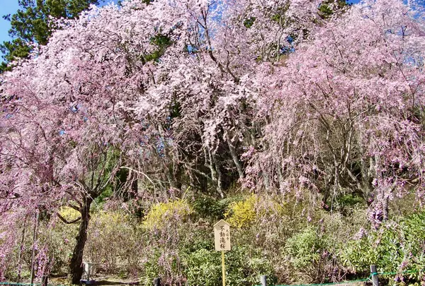 光前寺