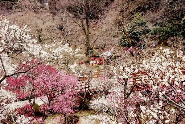 熱海梅園