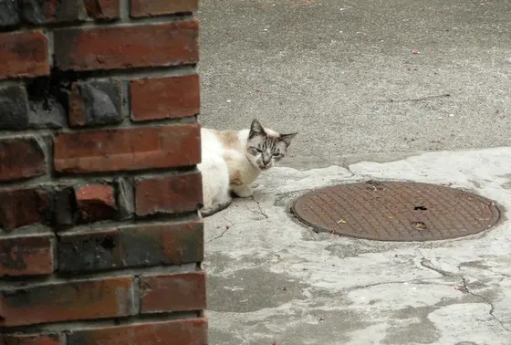 ニャンか用かニャ？