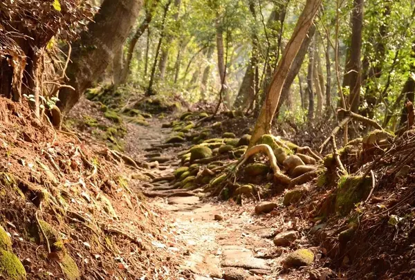 鋸山 日本寺 展望台の写真・動画_image_61936