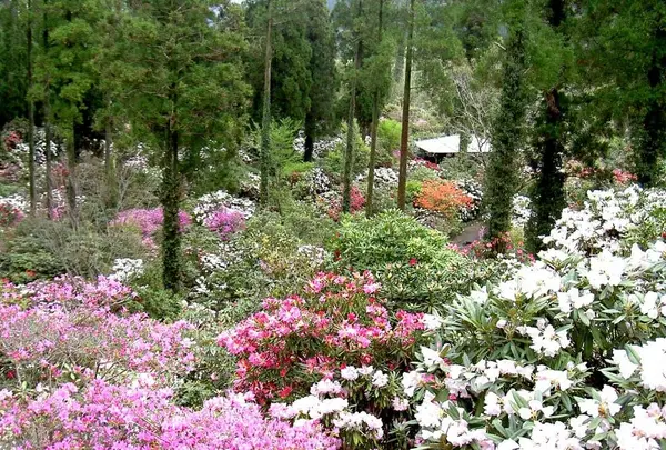 しゃくなげの森