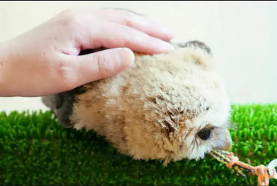 もふもふ！できちゃいます