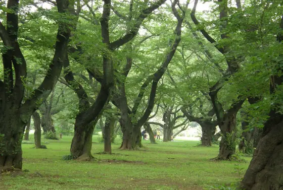 暑い日でも木陰で涼みながら、リラックス