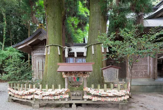 夫婦杉