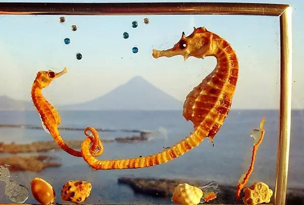 タツノオトシゴハウス