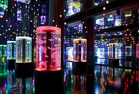 ジェリーフィッシュランブル(Jellyfish Ramble)