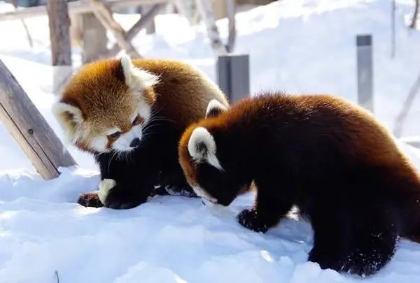円山動物園
