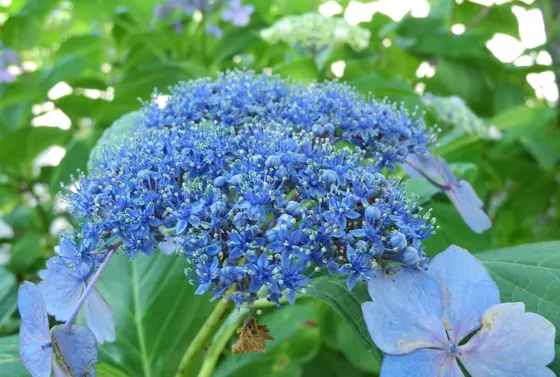 紫陽花が咲いていた