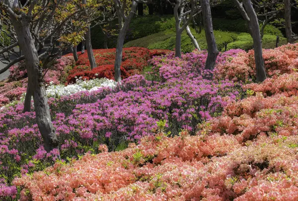その他の春の野草