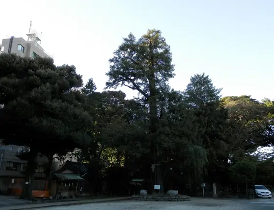 境内の隅っこから見た全景
