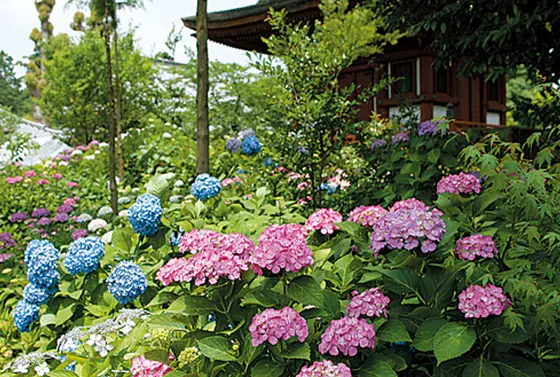 初夏はあじさいが見事です