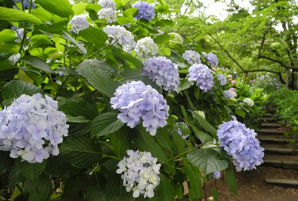 紫陽花の名所の写真・動画_image_34491