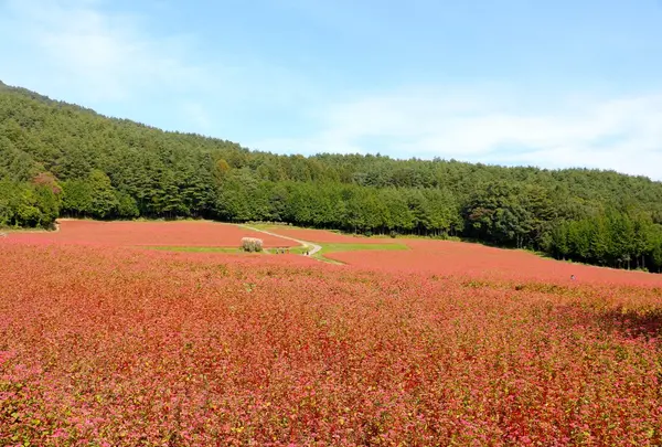 赤そばの里の写真・動画_image_47801