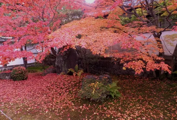 栗棘庵の写真・動画_image_203790