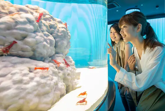 NIFREL（ニフレル）