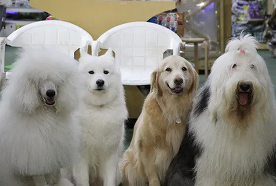 わんちゃんが放し飼い!