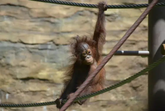 オランウータンのスカイウォーク