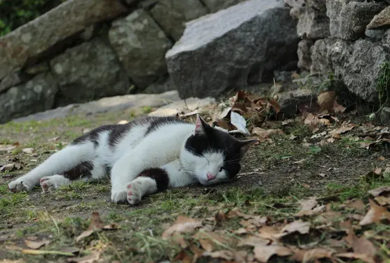 本物の猫もけっこういます。