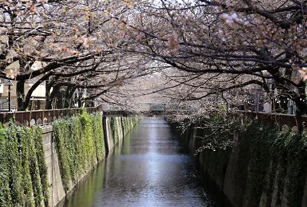 目黒川