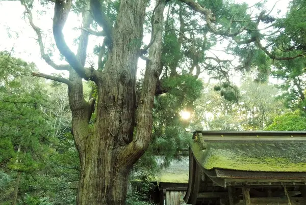 パワーを感じる（？）千年杉