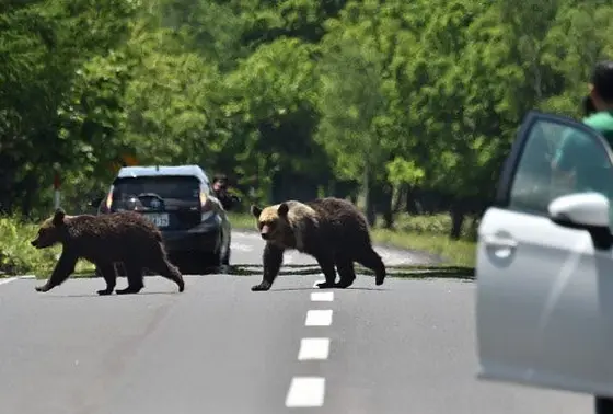 ヒグマ生息多発地域