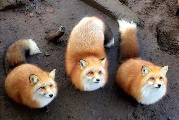 宮城蔵王キツネ村