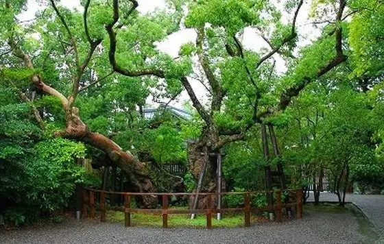 清盛楠