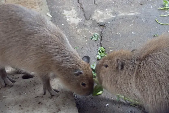 カピバラの親子