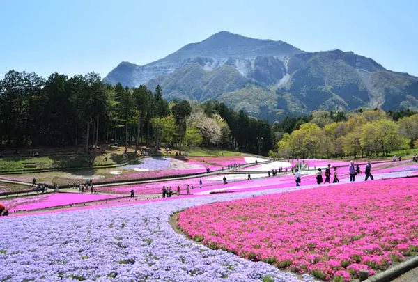 4月　羊山公園
