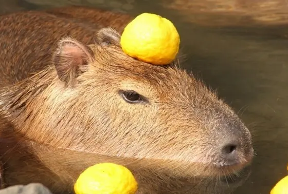 ♨元祖カピバラの露天風呂