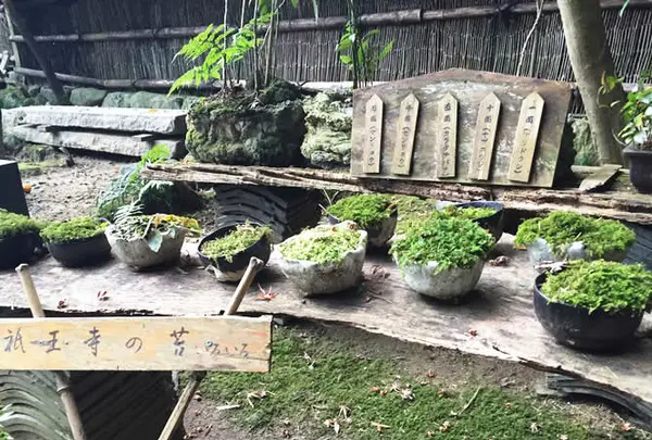 苔の紹介コーナー