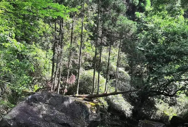 鍋ヶ滝の写真・動画_image_359337