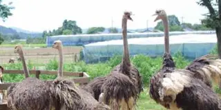 茨城！ダチョウ王国とエキスポランドと超巨大大仏　茨城県南部ドライブ
