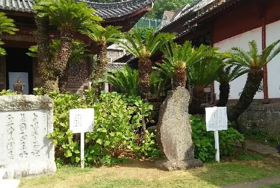 風格あるソテツの古木