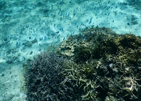 海の中