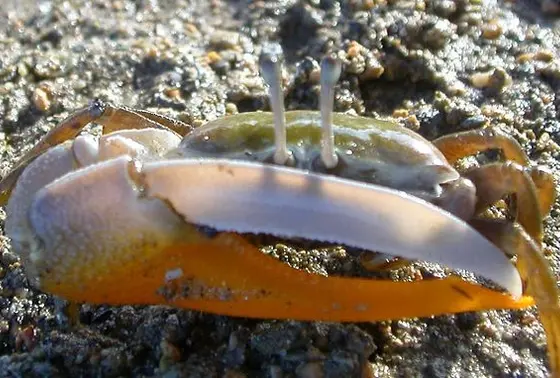 マングローブは生き物たちの宝庫！
