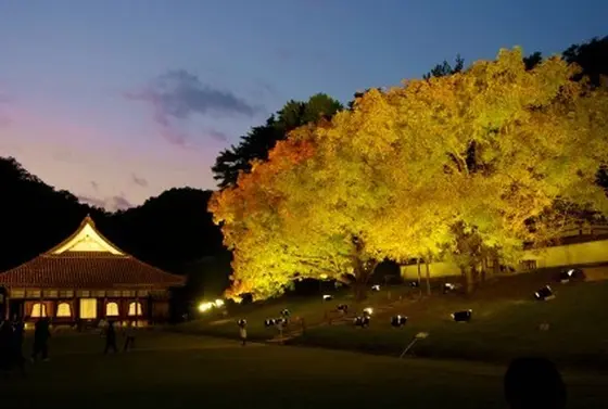 紅葉期間のライトアップ
