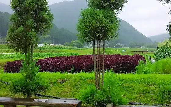 裏手に広がる赤しそ畑