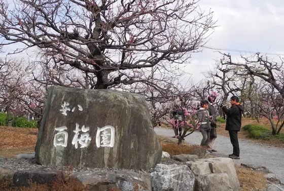 実は岐阜有数の梅スポット