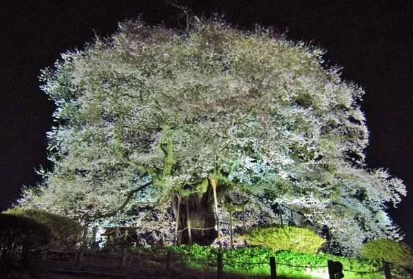 落合の醍醐桜
