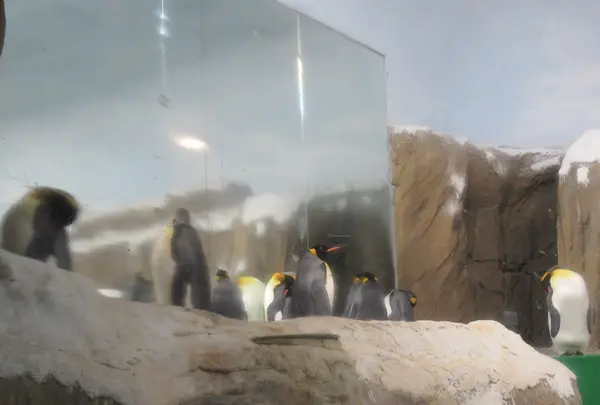 台北市立動物園企鵝館の写真・動画_image_525590