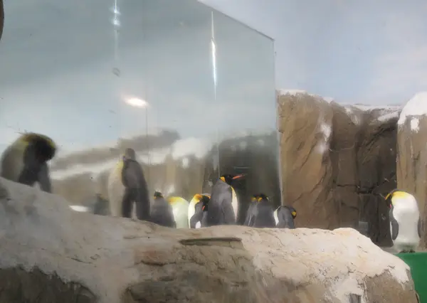 台北市立動物園企鵝館(ペンギン館)
