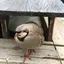 名無しさん