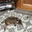 よっさん