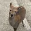 みぞゆい